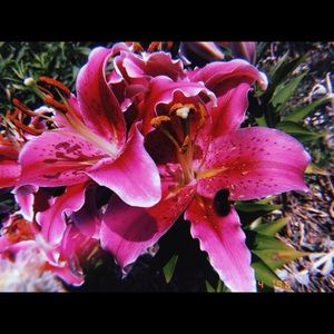 Meet your Posher, Paige